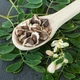 Моринга олійна Moringa oleifera (Чудо дерево), насіння 5 шт. - зображення 4