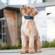 Нашийник для собак Dog Copenhagen Urban Explorer Collar дюна (S) - зображення 6