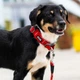Нашийник для собак Dog Copenhagen Urban Explorer Collar лимонний (S) - зображення 7