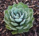 Растение Agave Potatorum Kichiokan комнатное - изображение 2