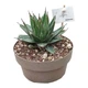 Растение Agave Victoriae-reginae комнатное - изображение 1
