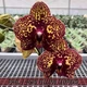 Орхидея фаленопсис подросток Yellow Leopard Азия - изображение 4