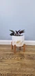 Комплект подставок для цветов и вазонов 2шт WoodDecor покрытые маслом - изображение 5