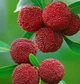 Семена Восковница красная (Myrica rubra), китайская земляника, 3 штуки - изображение 1