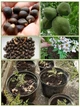 Чекалкин орех, Ксантоцерас рябинолистный, Xanthoceras sorbifolium, семена 5 штук - изображение 2