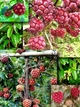 Семена Кадсура Кокциния, Kadsura Coccinea, Черный тигр, 3 шт. - изображение 6