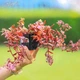 Очиток гибридный 'Sunsparkler Firecracker'. Контейнер 0,5 л - изображение 1