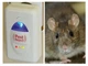 Средство для уничтожения грызунов и насекомых Pest Reject - изображение 2