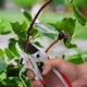 Секатор садовый с храповым механизмом INTERTOOL FT-1006 180 мм ножницы для цветов кустов винограда и веток с фиксатором рукояток - изображение 6