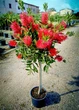 Растение в горшку Callistemon speciosus Каллистемон красный - изображение 1