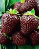 Семена Клубника (крупноплодная) Черный принц, 100 шт - изображение 2