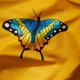 Набор наволочек Moon&Star Бязь Gold Люкс Butterfly Bloom 40х60 2 шт (MS-840001285) - изображение 5