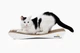 Когтеточка картонная Say Meow Dream, 57 см х 7 см х 24 см - изображение 2