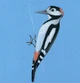 Collect the rainbow. Birds - Катерина Таберко (9786177940493) - зображення 9