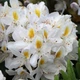 Рододендрон Мадам Массон. (Rhododendron hybrid Madame Masson) C7,5 - изображение 1