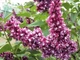 Сирень обыкновенная Этуаль де Мэй. (Syringa vulgaris Etoile de Mai) С4 - изображение 3