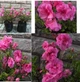 Азалия японская Бабушка. (Rhododendron obtusum Babuschka) С10 - изображение 2