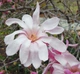 Магнолія Лебнера Leonard Messel (Magnolia loebneri Leonard Messel) C5 висота 80-85см - зображення 2