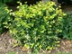 Бруслина/Бересклет Форчуна Санспот. (Euonymus fortunei Sunspot) P9 - зображення 3