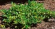Бруслина/Бересклет Форчуна Санспот. (Euonymus fortunei Sunspot) P9 - зображення 5