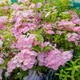Гортензія ампельна Френч Болеро. (Hydrangea hybrid French Bolero) Р9 - зображення 2