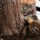 Декоративный фильтр-водопад Repti-Zoo Turtle Filter Tree (GLB10) в форме корня для амфибий и террариумов до 70 литров - изображение 8
