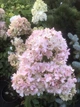 Гортензія волотиста Меджикал Андс/Магічні Анди. (Hydrangea paniculata Magical Andes) ШТАМБ - зображення 4