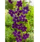 Клематис Стар оф Індія. (Clematis Star of India) ІІІ група - зображення 6