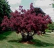 Скумпия кожевенная Роял Перпл. (Cotinus coggygria Royal Purple) С10 - изображение 2