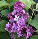 Бузок звичайний Леонід Леонов. (Syringa vulgaris Leonid Leonov) ШТАМБ - зображення 1