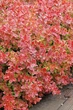 Барбарис Тунберга Корал/Мая. (Berberis thunbergii Coral Maja) С3 - изображение 5