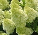 Гортензия метельчатая Лаймлайт. (Hydrangea paniculata Limelight) P9 - изображение 2