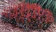 Барбарис тунберга Багатель. (Berberis thunbergii Bagatelle) С3 - изображение 2