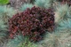 Барбарис тунберга Багатель. (Berberis thunbergii Bagatelle) С3 - изображение 3