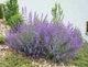 Непета/ Котовник/ Котяча м'ята. (Nepeta) Р9 - зображення 1