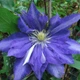 Клематис Даніель Деронда. (Clematis Daniel Deronda) ІІ група - зображення 4