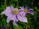 Клематис Джуста. (Clematis Justa) ІІІ група - зображення 4