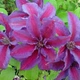 Клематис Місіс Томпсон. (Clematis Mrs. N. Thompson) ІІгрупа - зображення 5