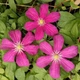 Клематис Ремембранс. (Clematis Remembrance) ІІІ група - зображення 3