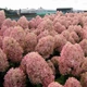 Гортензия метельчатая Меджикал Кендл/Волшебная свеча. (Hydrangea paniculata Magical Candle) С2 - изображение 1