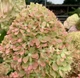 Гортензія волотиста Піксіо. (Hydrangea paniculata Pixio) Р9 - зображення 1