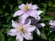 Клематис Джуста. (Clematis Justa) ІІІ група - зображення 7