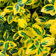 Бересклет Форчуна 'Emerald Gold' Р9 - зображення 1