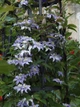 Клематис Джуста. (Clematis Justa) ІІІ група - зображення 8