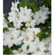 Клематис Містер Джордж Джекман. (Clematis Mrs George Jackman) ІІ група - зображення 5