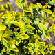 Бересклет Форчуна 'Emerald Gold' Р9 - зображення 2