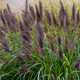 Пенісутум лисохвостий Маудрі. (Pennisetum alopecuroides Moudry) С3 - зображення 1