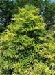 Бузина чорна Голден Тауер. (Sambucus nigra Golden Tower) С5 - зображення 3