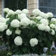 Гортензія деревоподібна Стронг Анабель. (Hydrangea arborescens Strong Annabelle) Р9 - зображення 1