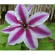 Клематис Паміна (Clematis Pamina) ІІ група - зображення 1